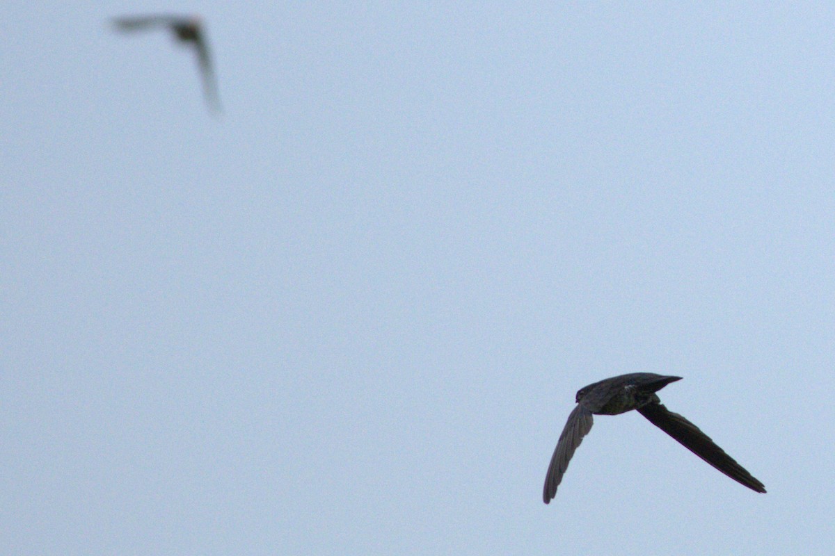 Plume-toed Swiftlet - ML637359361