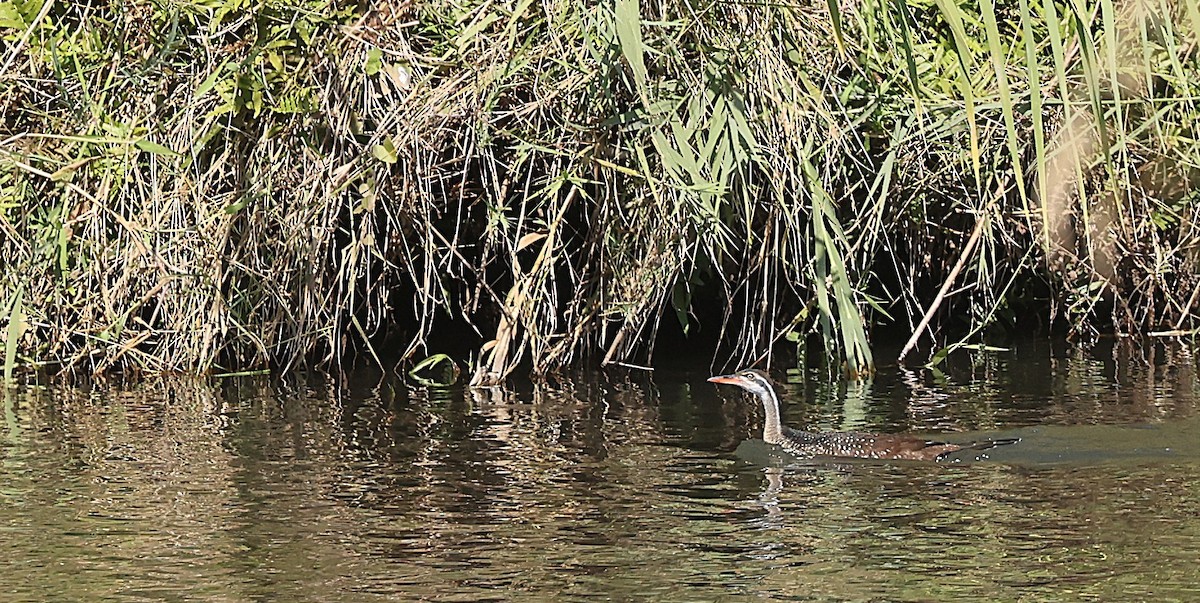 African Finfoot - ML637359380