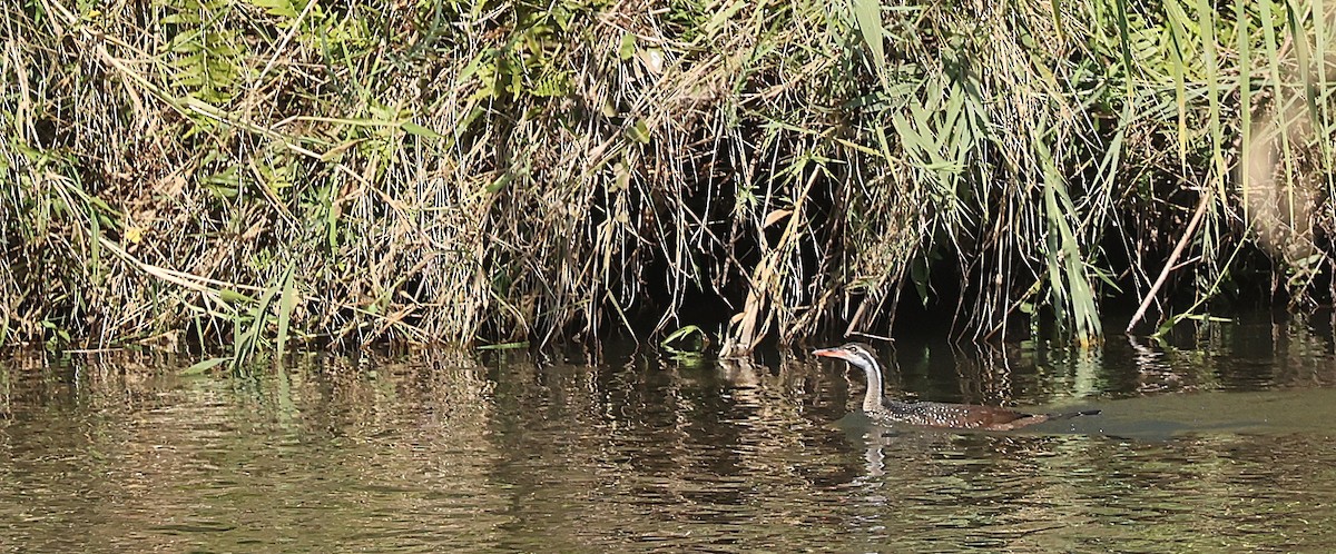 African Finfoot - ML637359384