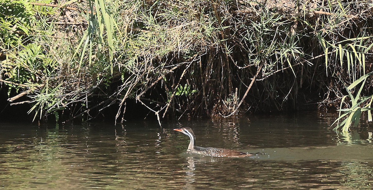 African Finfoot - ML637359385