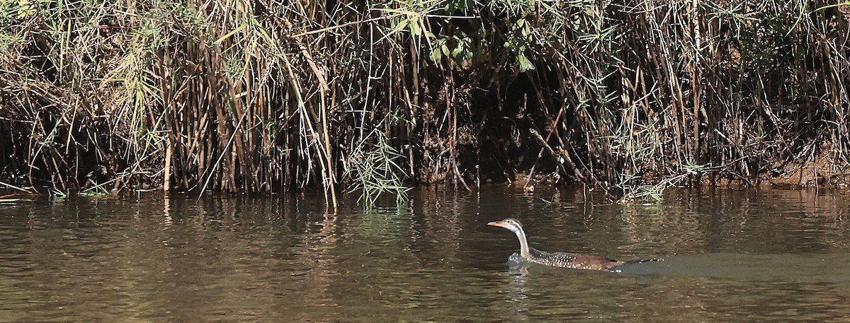 African Finfoot - ML637359392