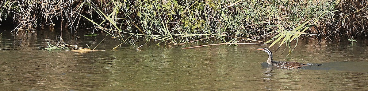 African Finfoot - ML637359396