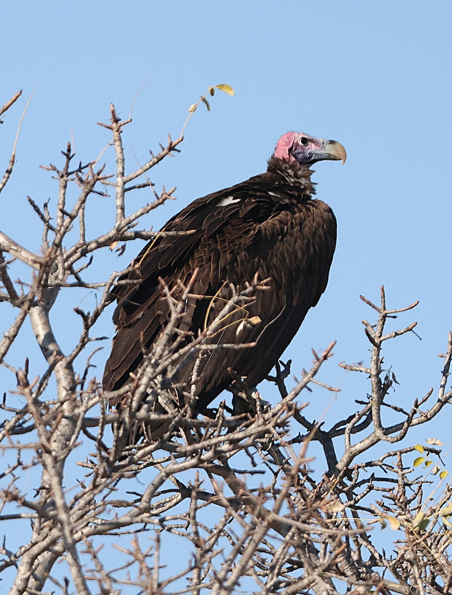 Lappet-faced Vulture - ML637359458