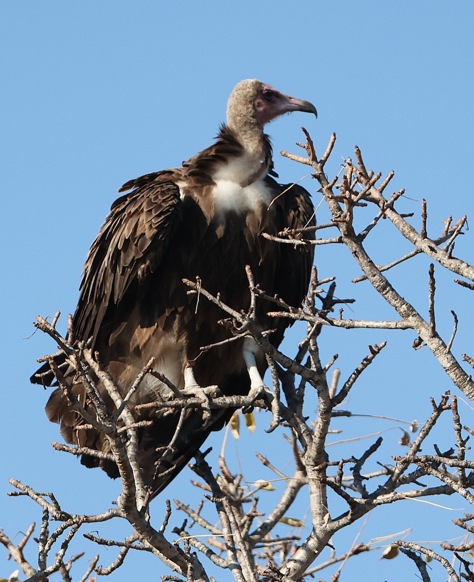 Hooded Vulture - ML637359464