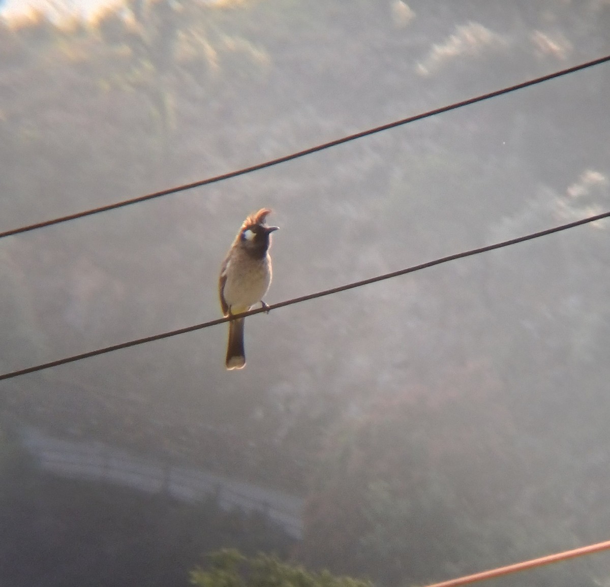 Himalayan Bulbul - ML637359487