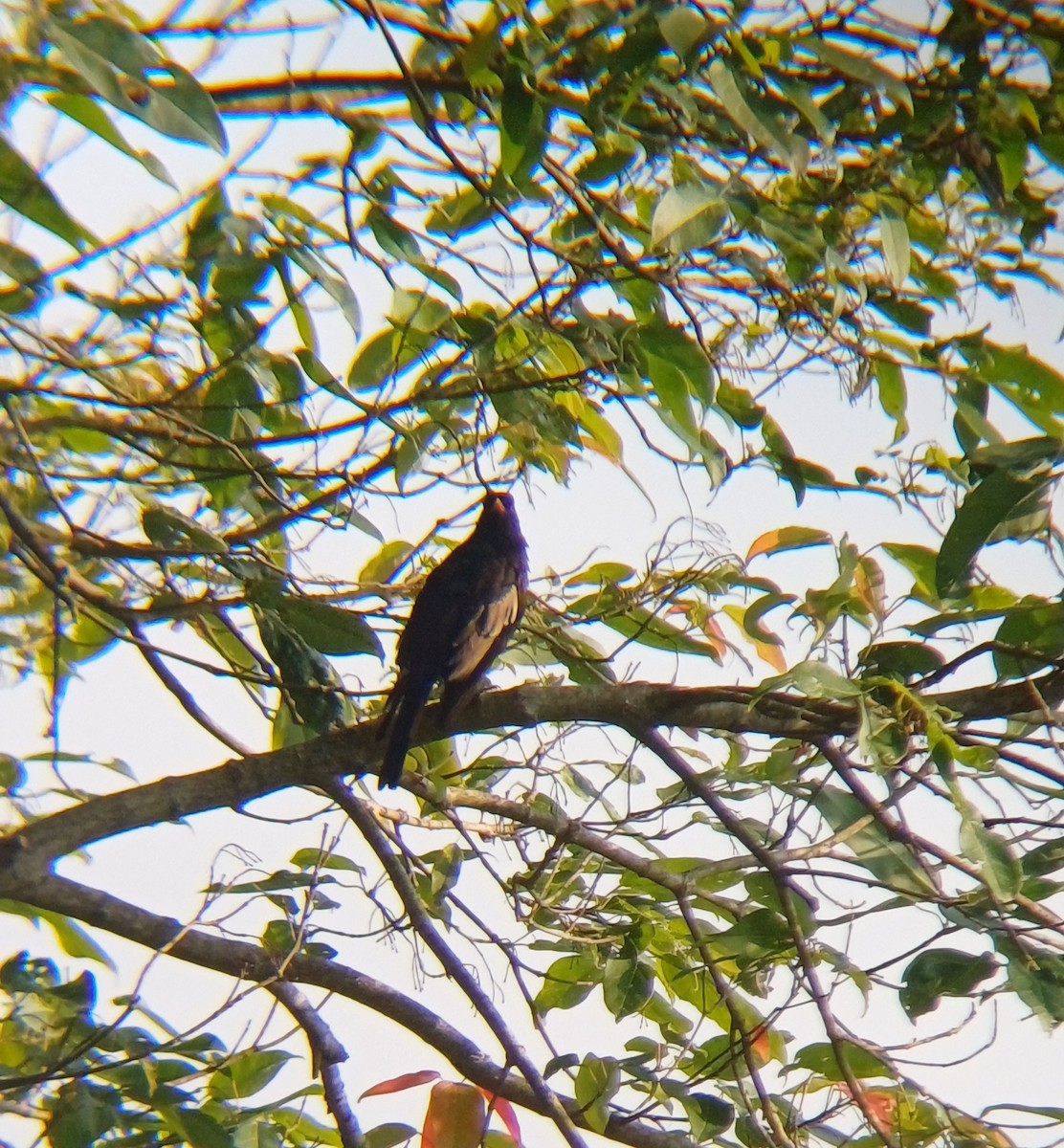 Gray-winged Blackbird - ML637359502
