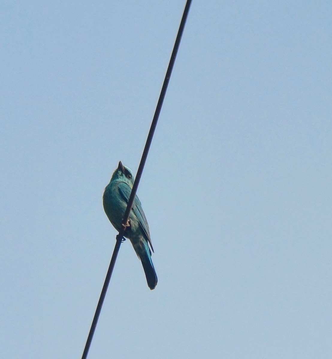 Verditer Flycatcher - ML637359513