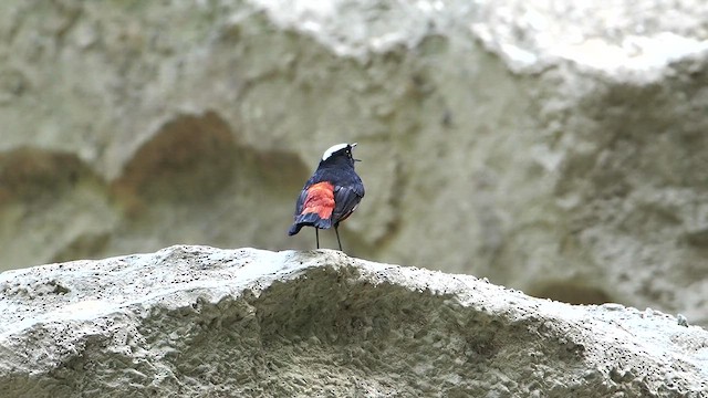 Халзан гал сүүлт - ML637359520