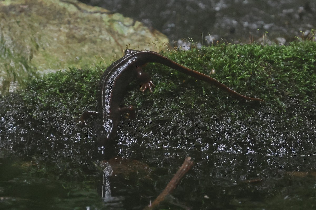 Amami Sword-tailed Newt - ML637359709
