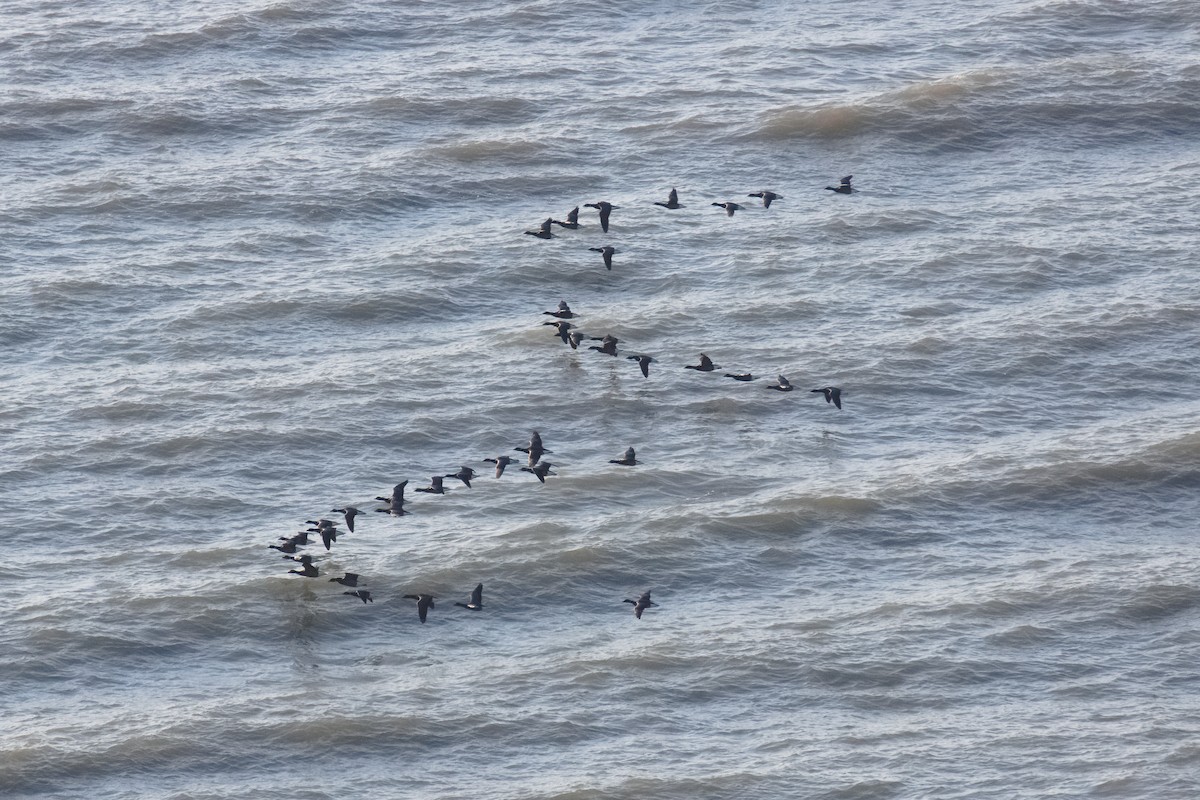 Brant (Dark-bellied) - ML637359781