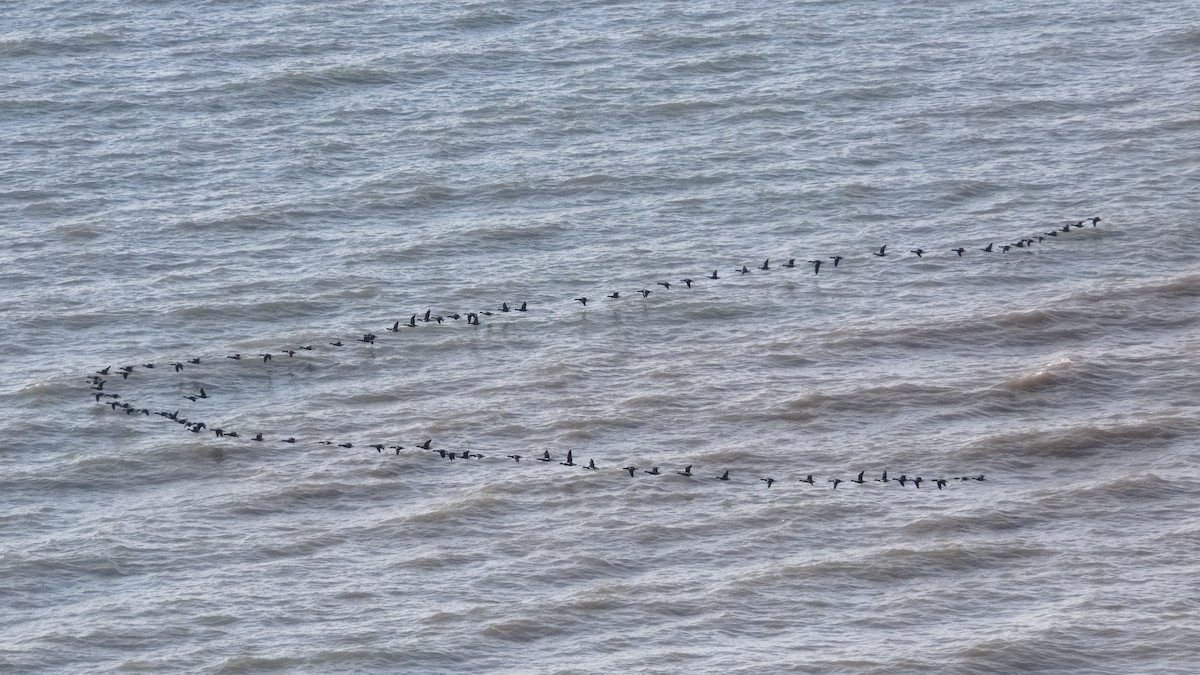 Brant (Dark-bellied) - ML637359782