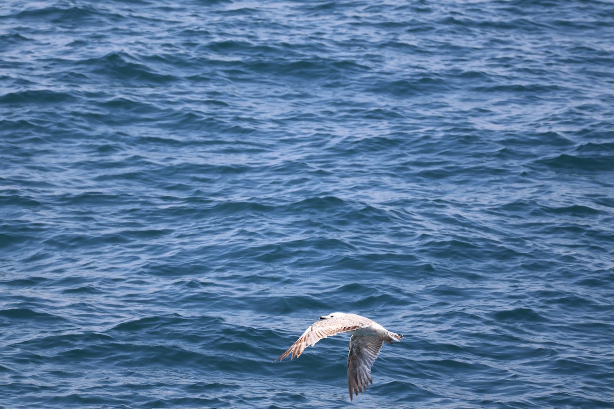 Caspian Gull - ML637359822