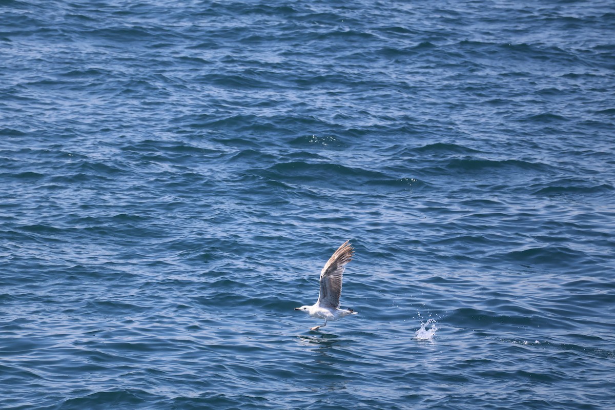 Caspian Gull - ML637359823