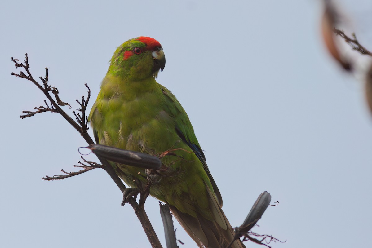 Red-crowned Parakeet - ML637359913