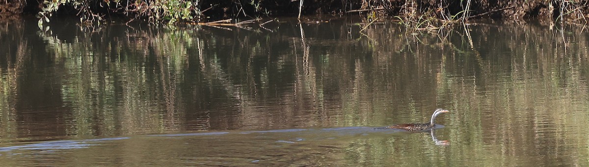 African Finfoot - ML637359946