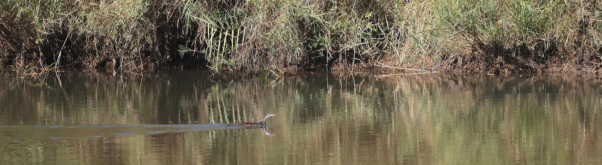 African Finfoot - ML637359947