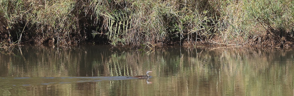 African Finfoot - ML637359950