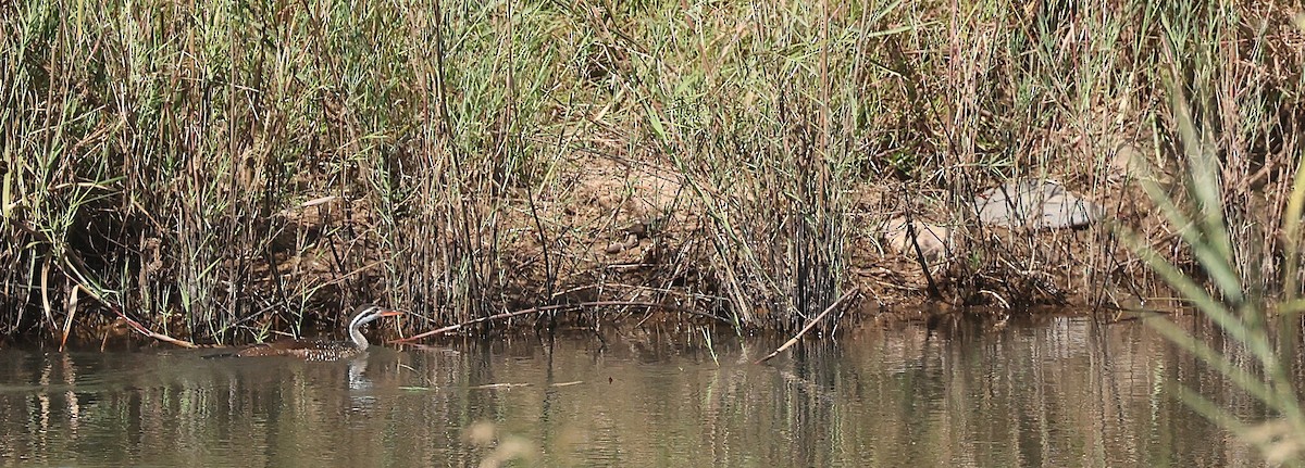 African Finfoot - ML637359960