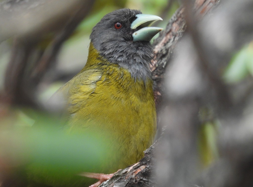 Collared Grosbeak - ML637359989