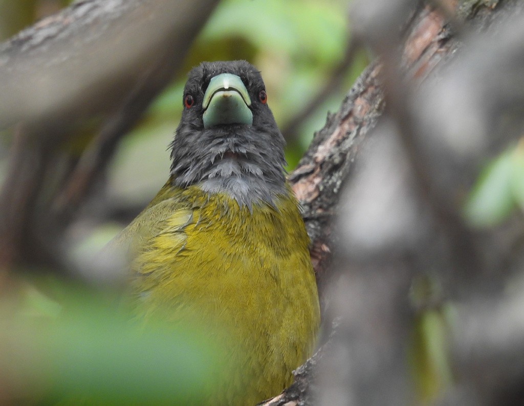 Collared Grosbeak - ML637359990
