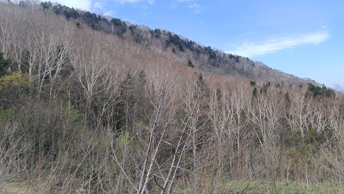 null - ML637359995