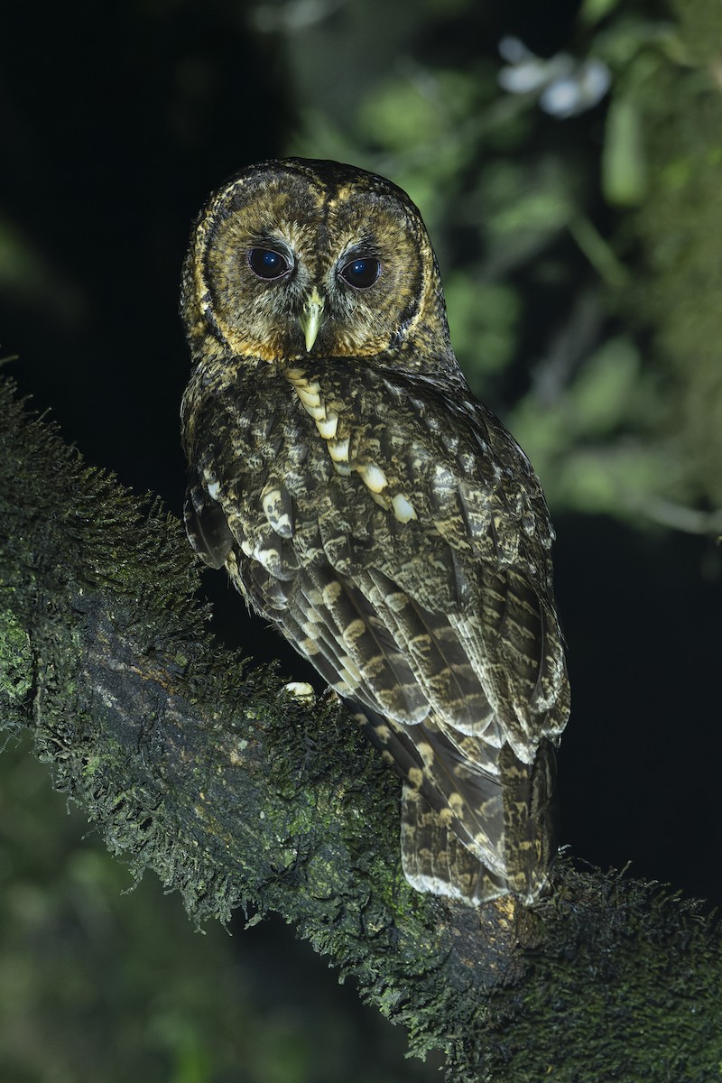 Himalayan Owl - ML637360005
