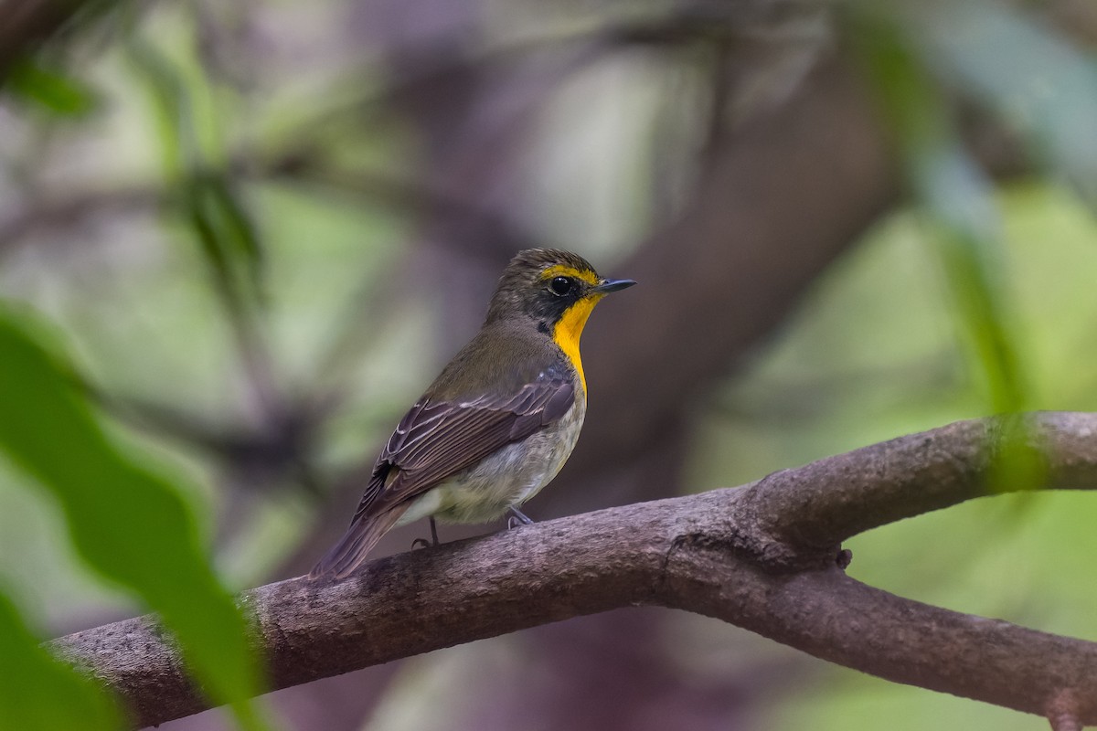 Ryukyu Flycatcher - ML637360007
