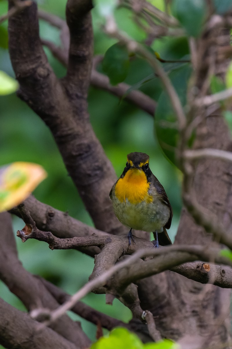 Ryukyu Flycatcher - ML637360008