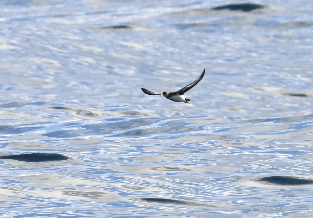 Hutton's Shearwater - ML637360046