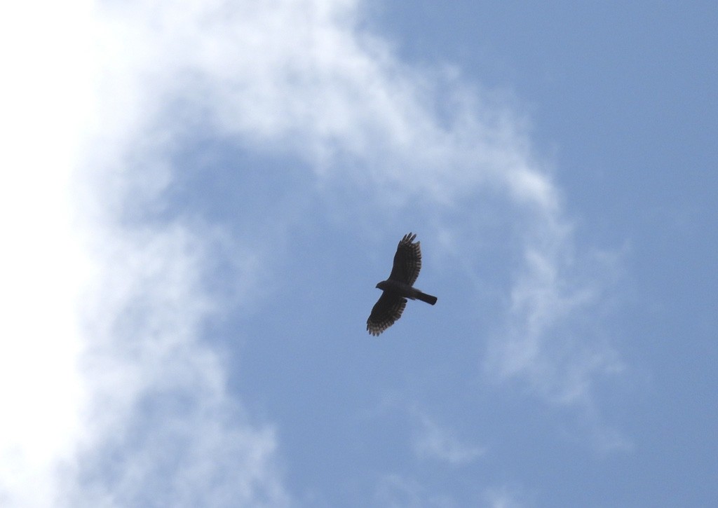 Azor/Gavilán sp.  (Accipiter sp.) - ML637360048