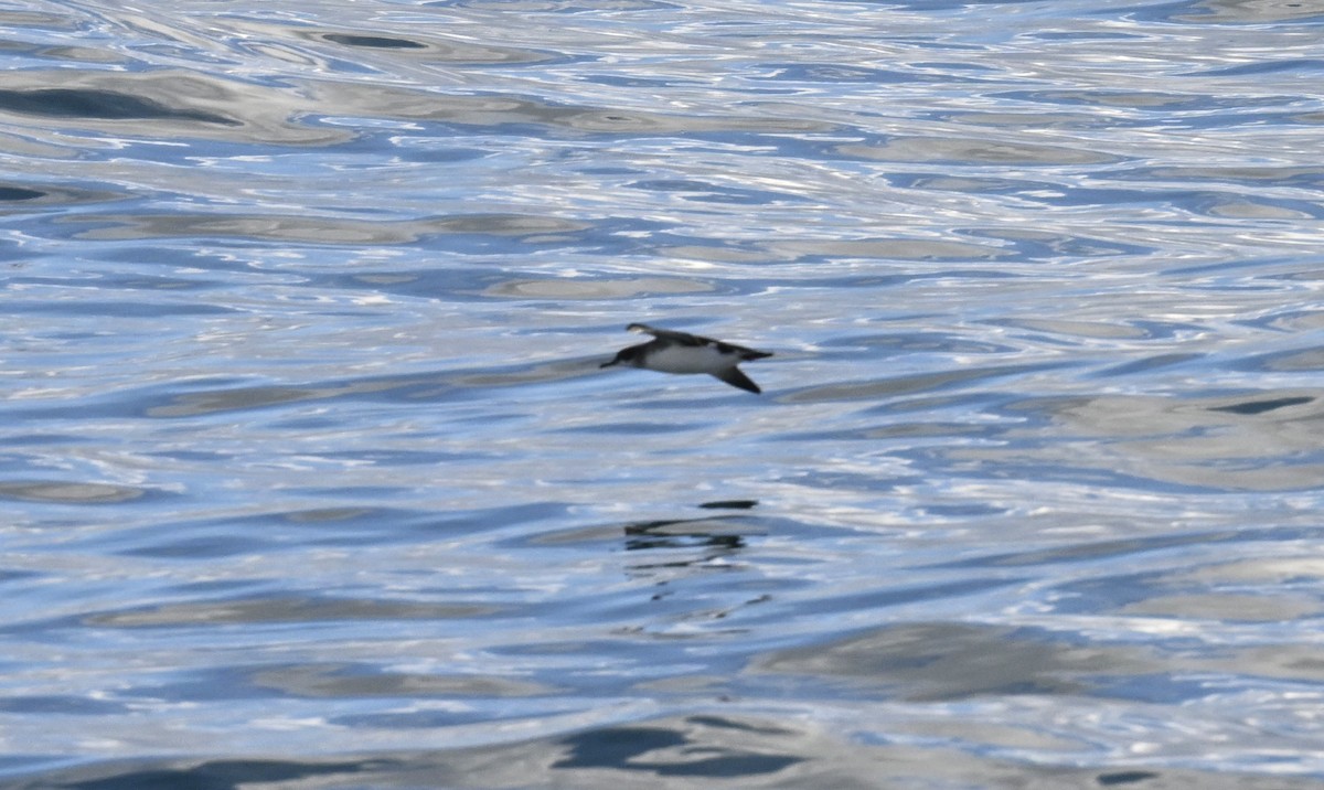 Hutton's Shearwater - ML637360051