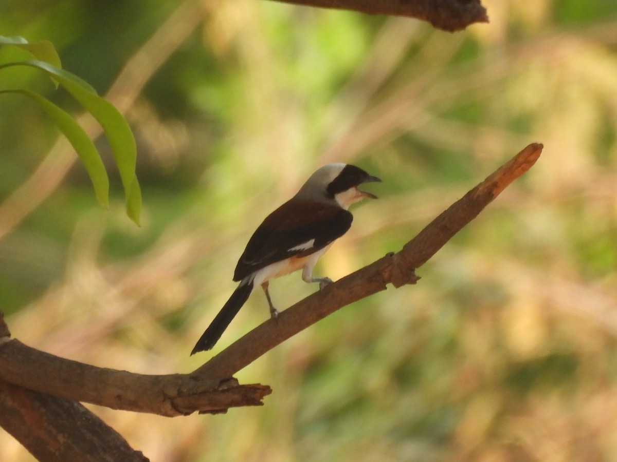 Bay-backed Shrike - ML637360063