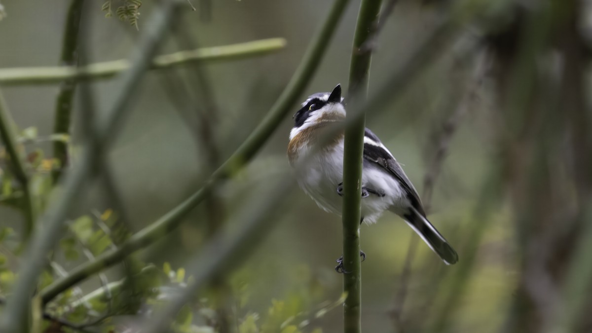 Chinspot Batis - ML637360082