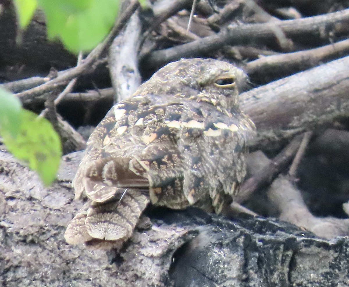 Savanna Nightjar (Sunda) - ML637360128
