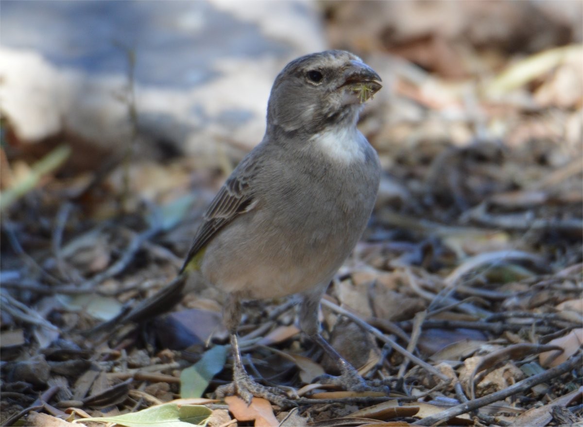 White-throated Canary - ML637360222