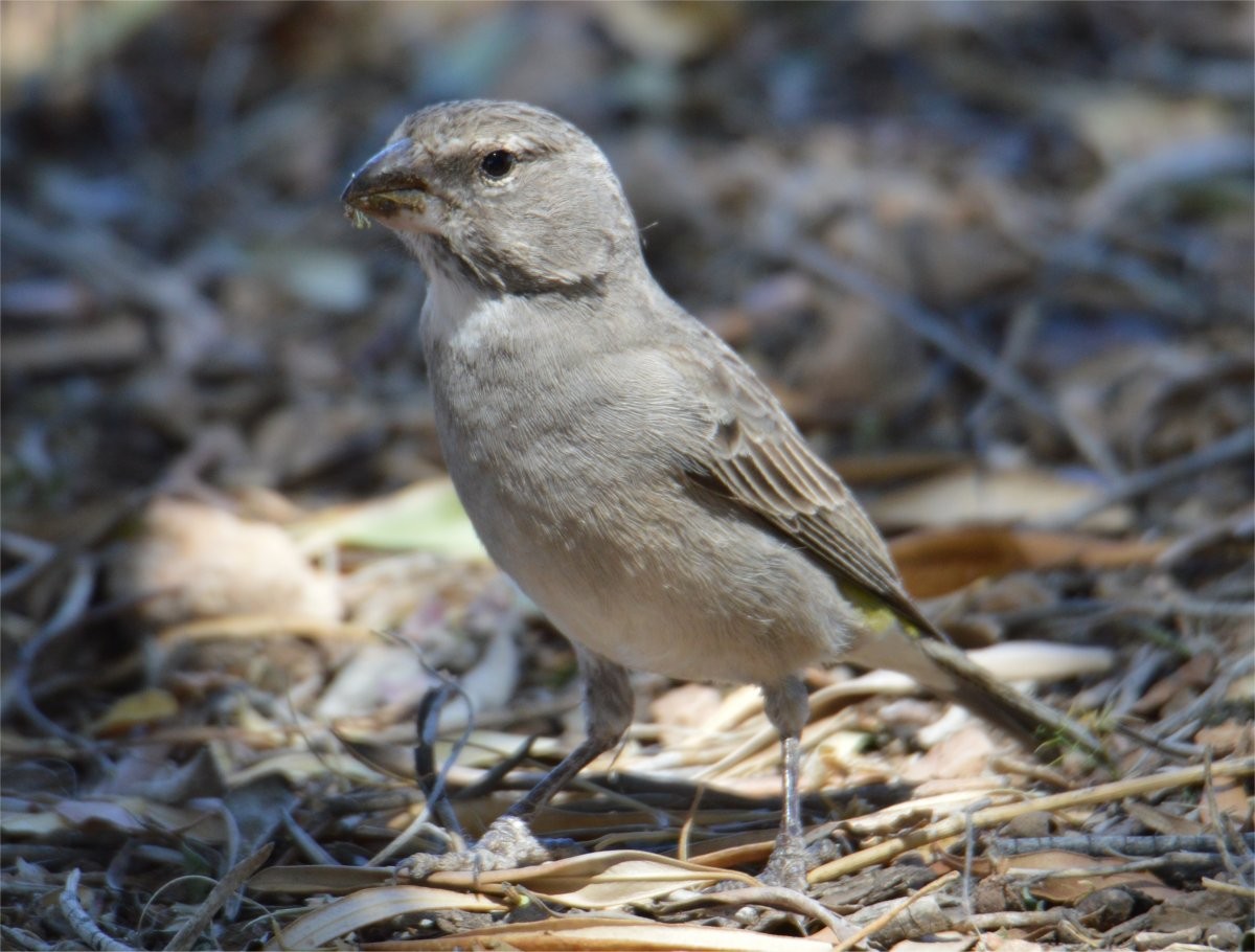 White-throated Canary - ML637360223