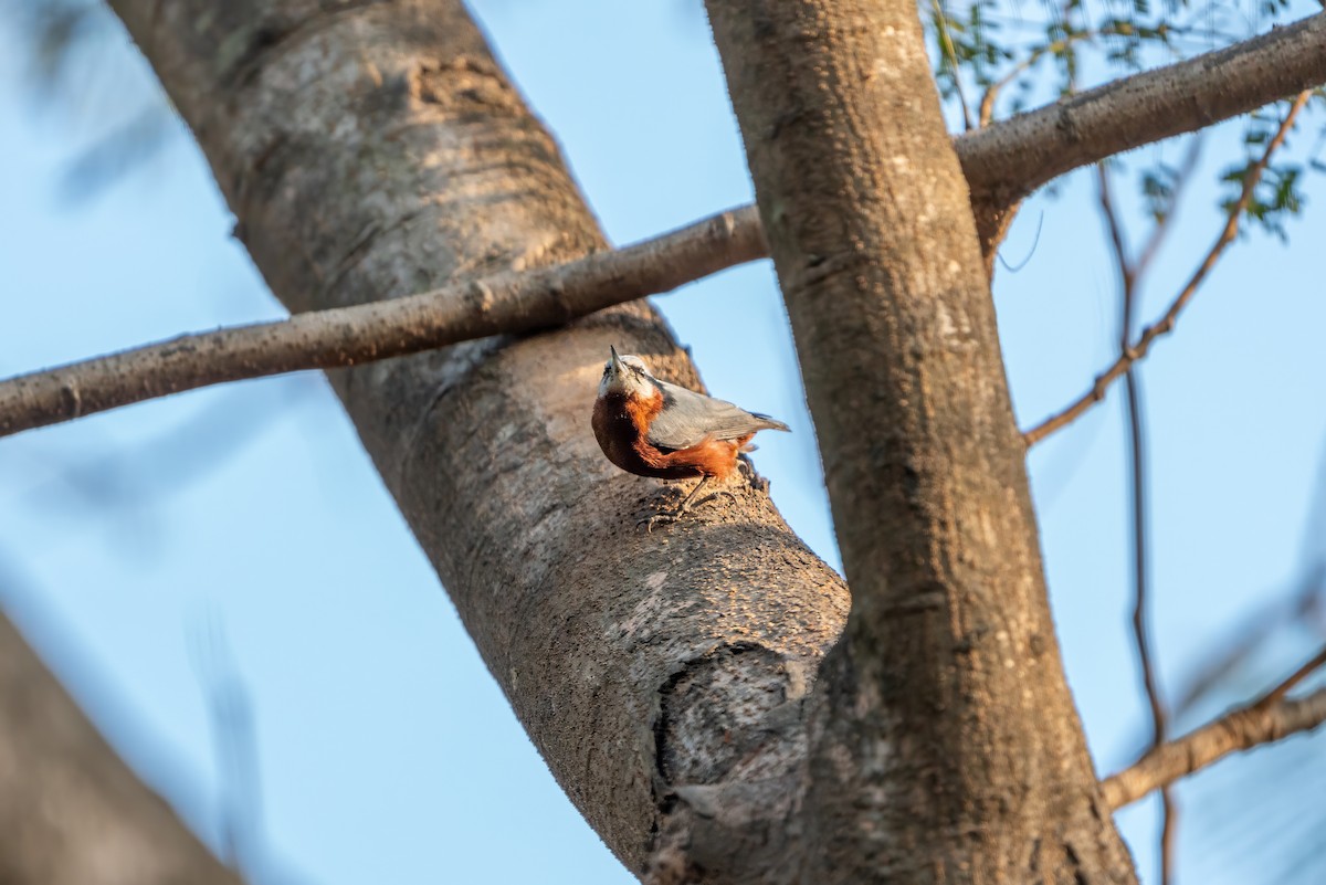 Indian Nuthatch - ML637360244