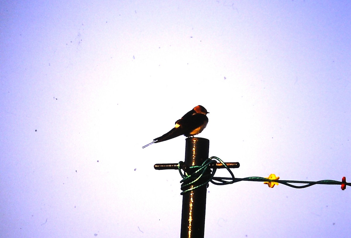 European Red-rumped Swallow - ML637360292