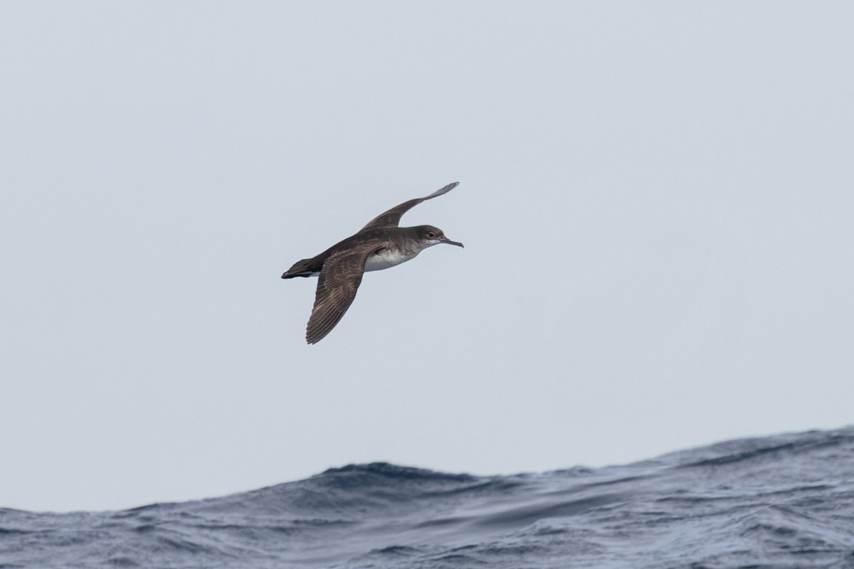 Hutton's Shearwater - ML637360390