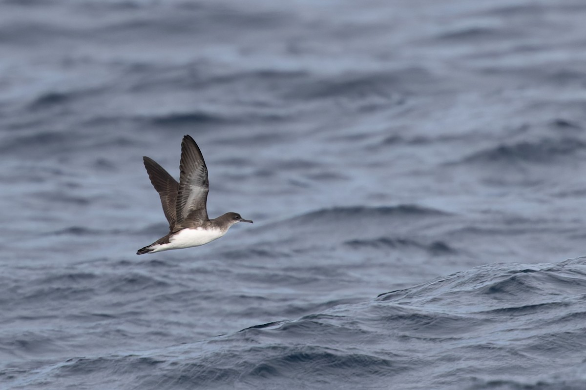 Hutton's Shearwater - ML637360391