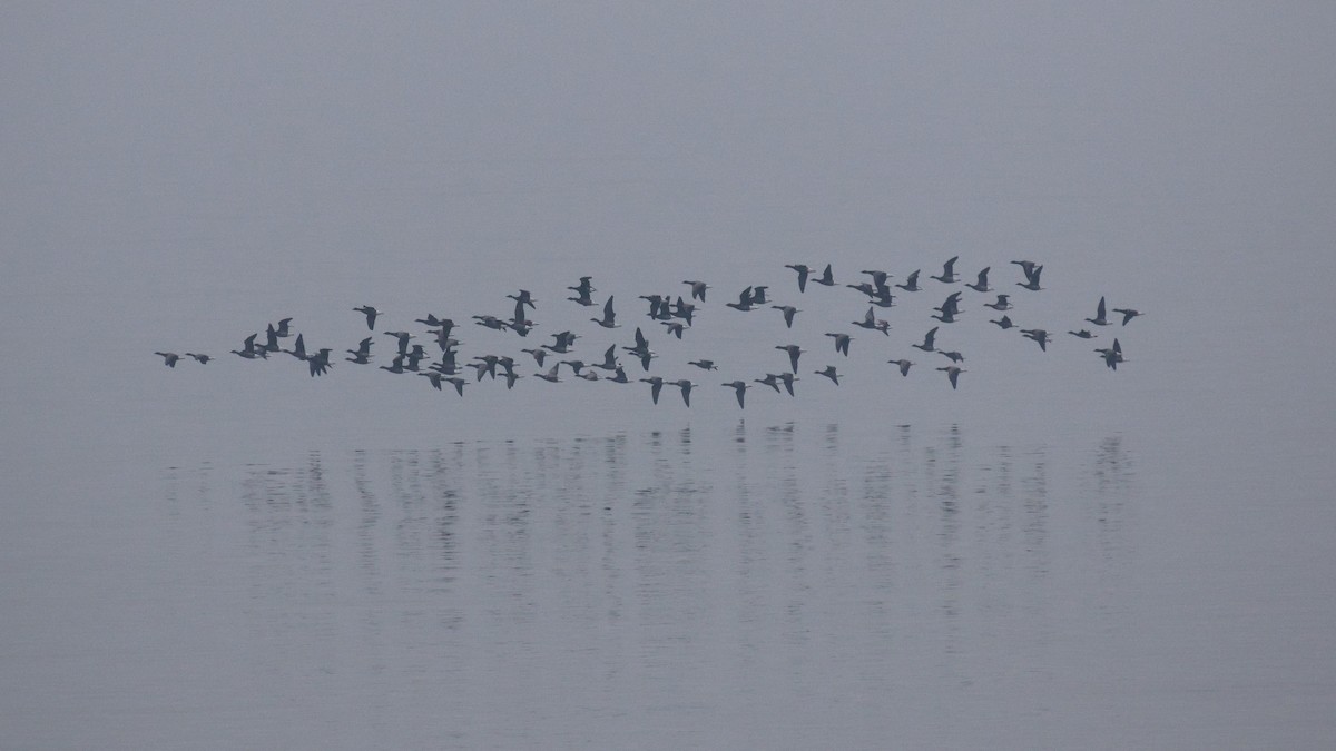 Brant (Dark-bellied) - ML637360395
