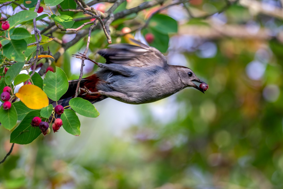 Gray Catbird - ML637360454