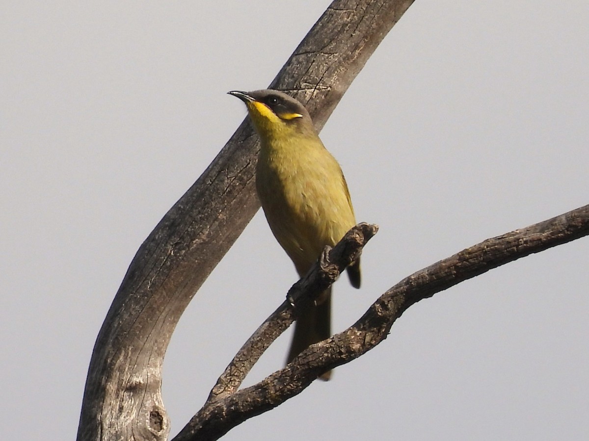 Purple-gaped Honeyeater - ML637360464