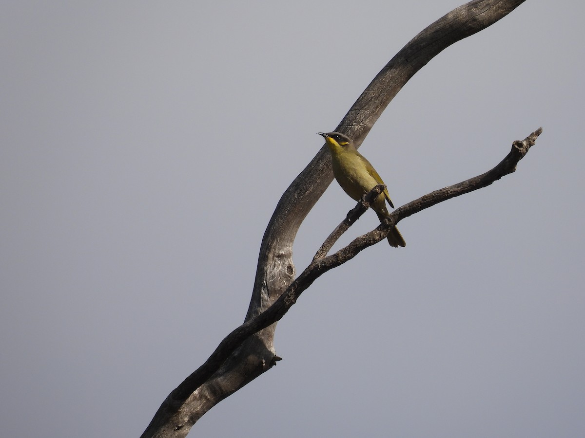 Purple-gaped Honeyeater - ML637360465