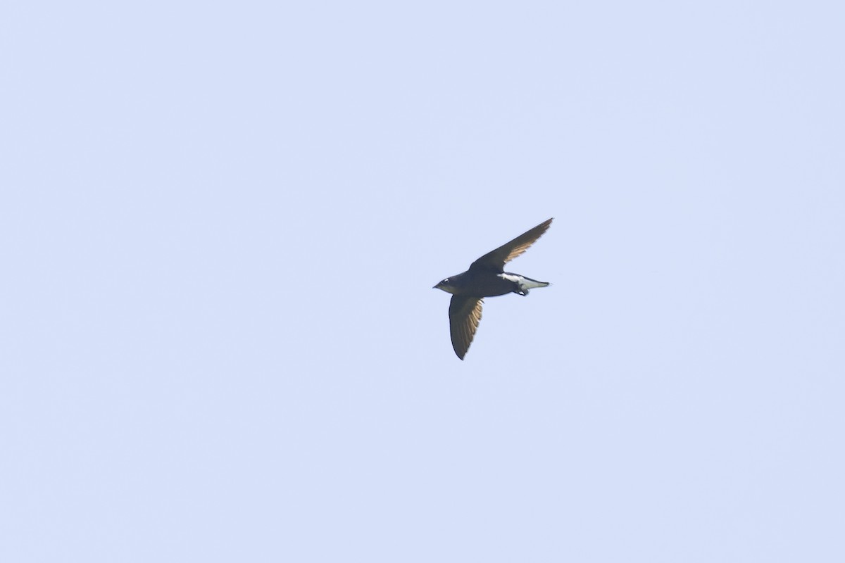 Silver-backed Needletail - ML637360493