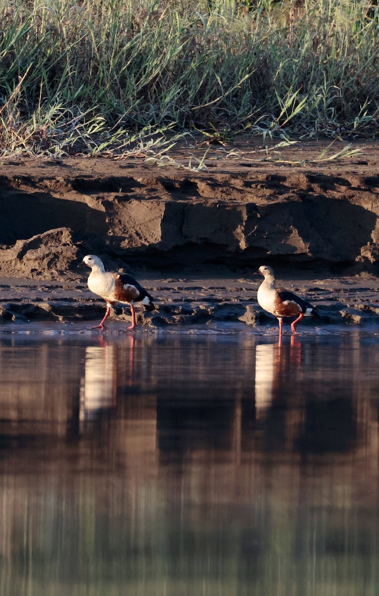 Orinoco Goose - ML637360500