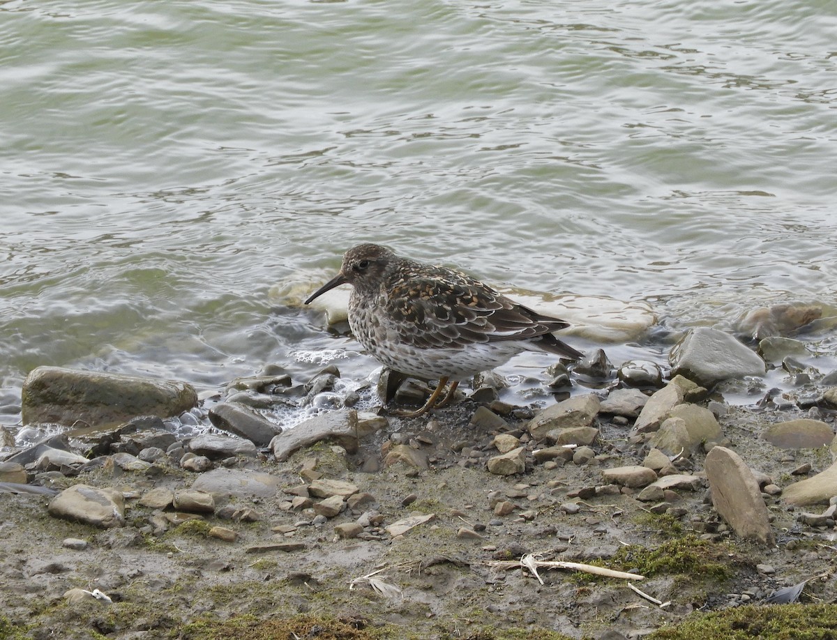 Purple Sandpiper - ML637360542