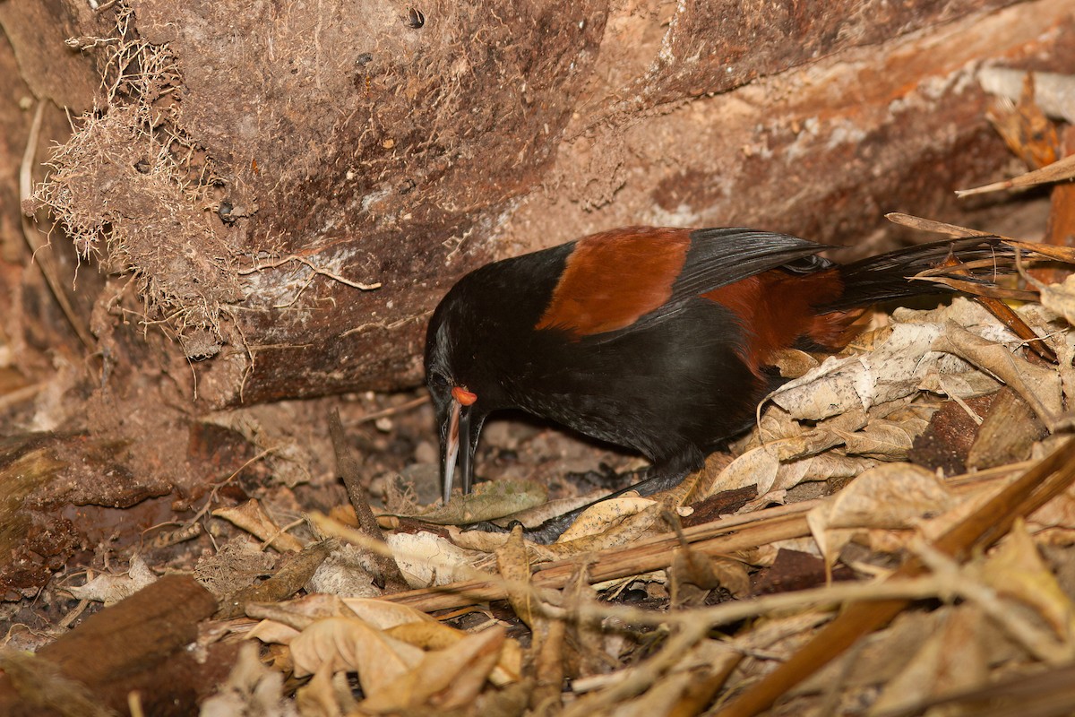 North Island Saddleback - ML637360566