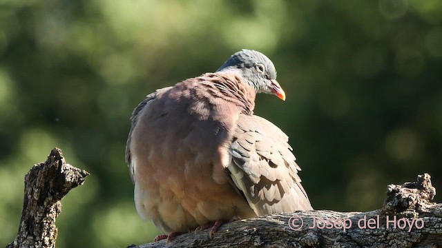 Common Wood-Pigeon - ML637360688