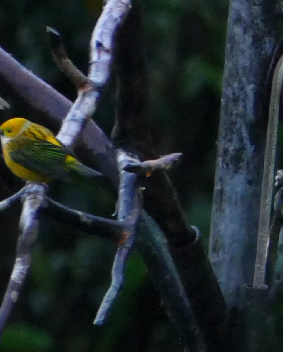 Silver-throated Tanager - ML637360721